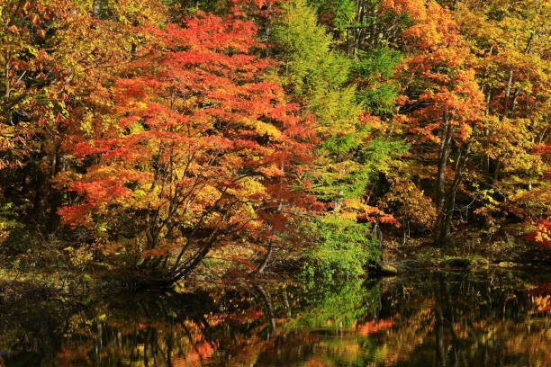 istock Hachimantai of colored leaves 1184722923