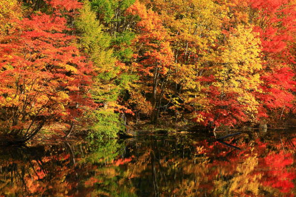 istock Hachimantai of colored leaves 1184722937