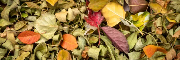 Colorful fall dry leaves background and texture - top view panoramic banner