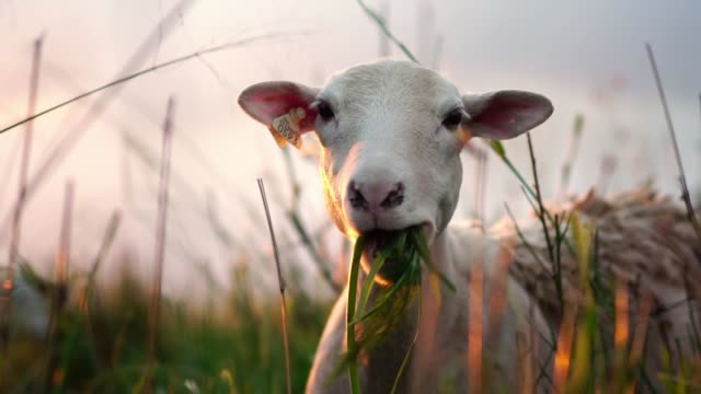 Cute sheep on green pasture. Farm animal portrait.
