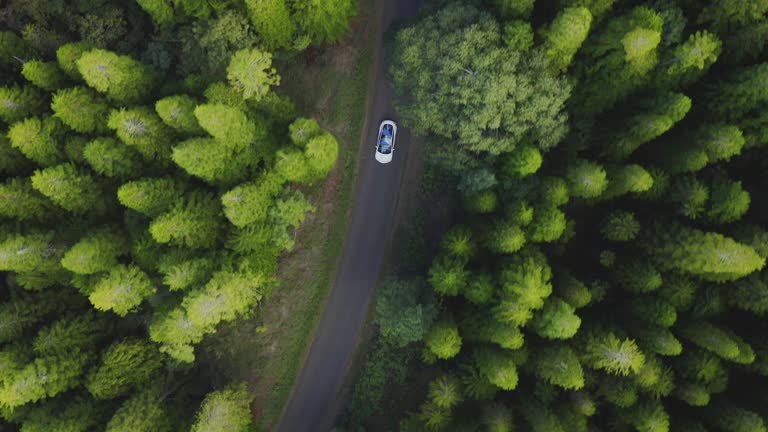 Luxury sedan driving in a green pine forest