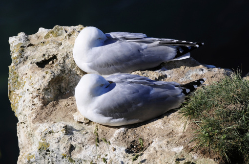 Herring gull, Larus argentatus, single bird on rock, Scotland