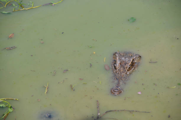 istock crocodile floating in water 1184725950