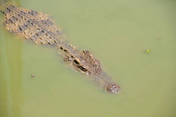 istock crocodile floating in water 1184725971