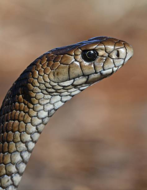 Australian Eastern Brown snake portrait