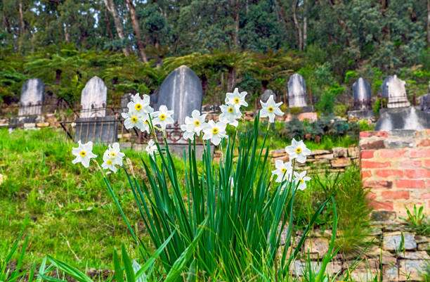 Grave in cemetery surrounded by Daffoldils.