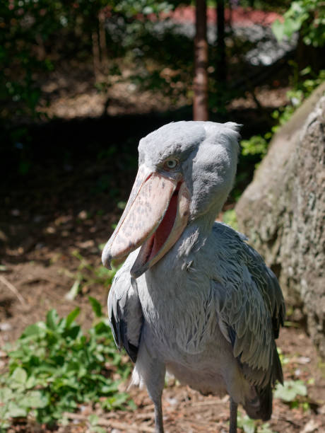 istock Portrait of Shoebill. 1184731097
