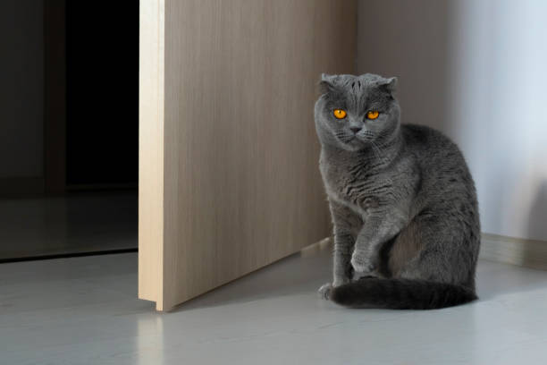 istock A Scottish fold cat sits at the open door with its front paw raised and looks contemptuous. The cat is gray with bright orange eyes. 1184732345