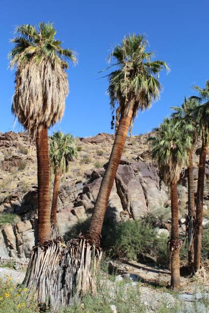 istock WASHINGTONIA FILIFERA - PALM CANYON - 100519 B 1184734120