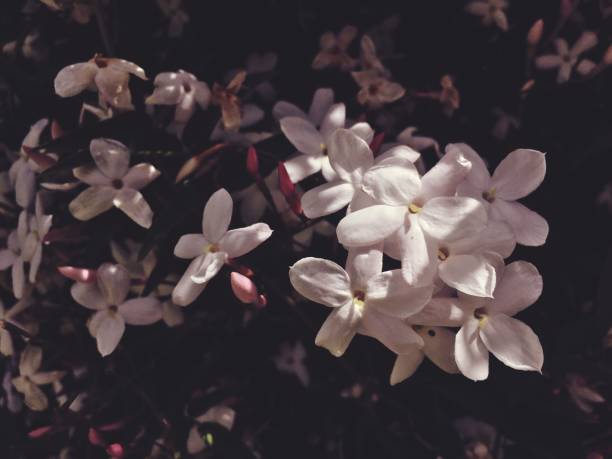 istock Pastel Jasmine Flower Immersion 1184735777