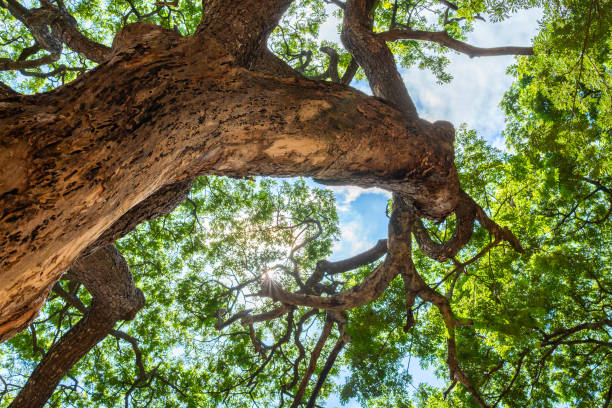 istock Chamchuri tree in an upward perspective 1184737354