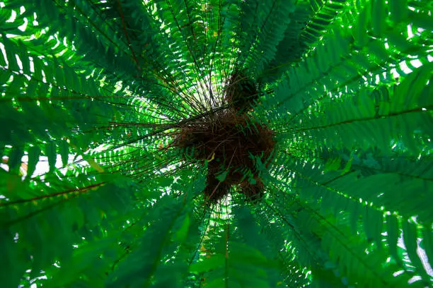 Photo of Nephrolepis exaltata species of fern in the family Amaryllidaceae.Sword Fern leaves background. Nephrolepis exaltata at forest.