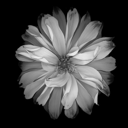 Monochrome white dahlia with dark edged petals isolated against a black background