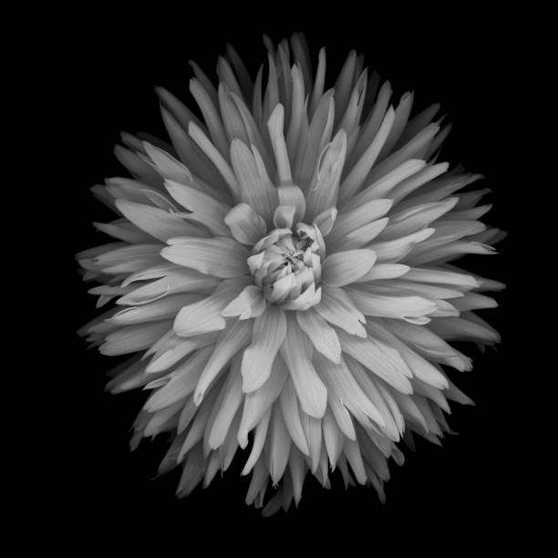 istock Monochrome white Dahlia isolated on a black background. 1184737453