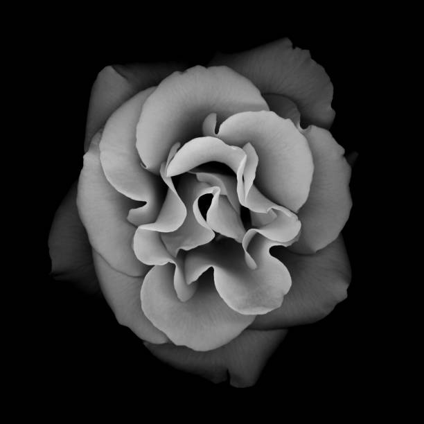Monochrome rose isolated against a black background Monochrome rose isolated against a black background black and white rose stock pictures, royalty-free photos & images
