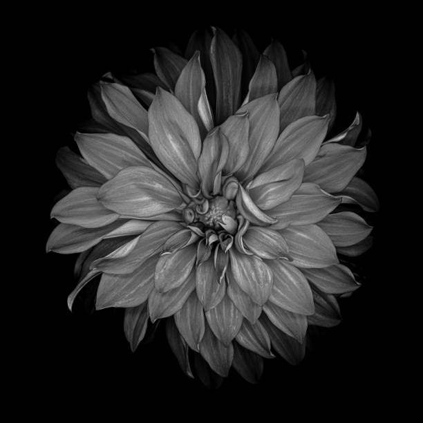 istock Monochrome dahlia isolated on a black background 1184737472