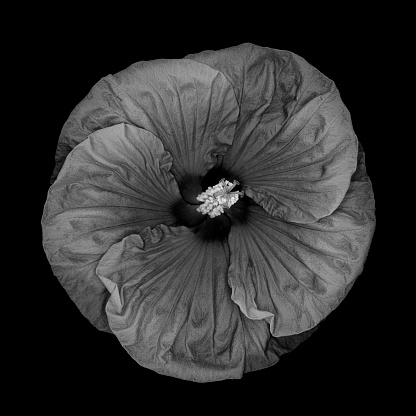 Monochrome  hardy hibiscus isolated on a black background