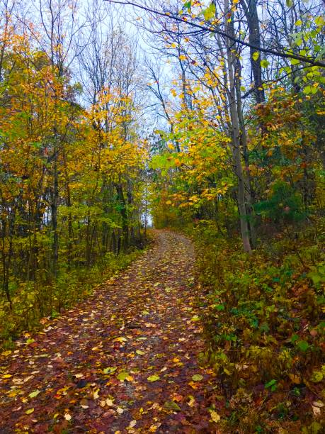 istock The road less traveled 1184742240