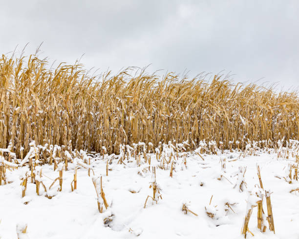 campo di grano con cornstalks e orecchie di mais coperte di neve. una tempesta di neve all'inizio dell'inverno ha fermato il raccolto tardivo nell'illinois centrale - corn snow field winter foto e immagini stock