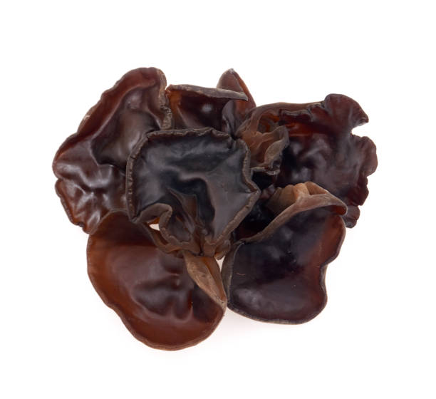 istock black fungus on white background 1184750706