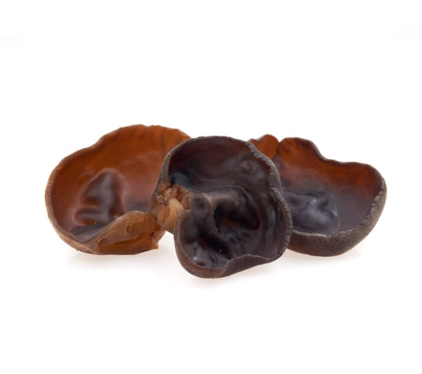 istock black fungus on white background 1184750768