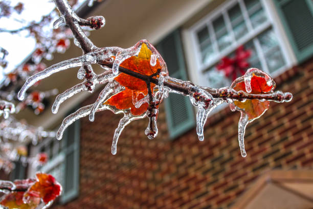 hielo shouded coloridas hojas de arce en una rama con cada punto de las hojas de un hielo - enfoque selectivo y bokeh fondo de casa de dos pisos - susan fotografías e imágenes de stock