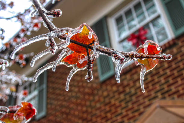 Photo of ice shouded colorful maple leaves on a branch with every point of the leaves an icicle - selective focus and bokeh background of two story house