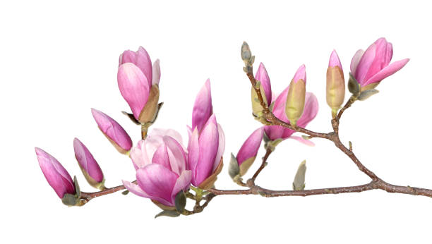 istock pink magnolia flower 1184757304