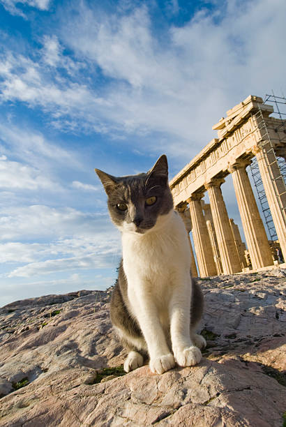A cat in front of the Bolu Göynük landscape