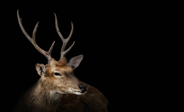 gefleckte hirsche oder chitals porträt auf schwarzem hintergrund mit clipping-pfad. tier- und tierfoto - deer portrait stock-fotos und bilder