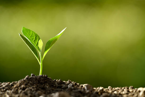 istock Young plant in the morning light growing out from soil 1184767086