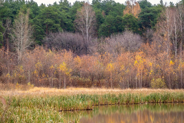 istock Swamp shore in the autumn forest. 1184772859