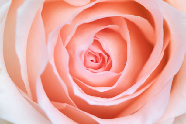 istock Pink rose flower close up. 1184773966