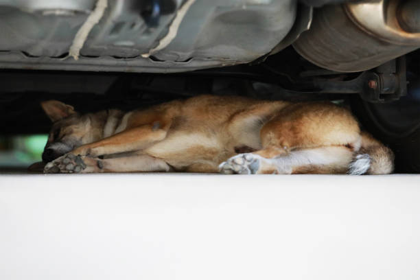 istock The dog is sleeping under the car and copy space. 1184774020