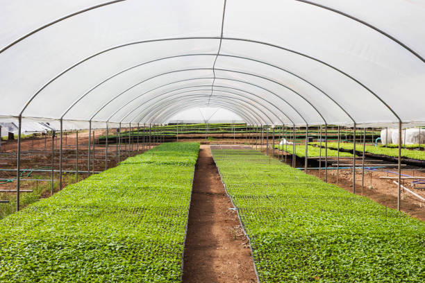 istock Sapling organic vegetable in farm 1184774051