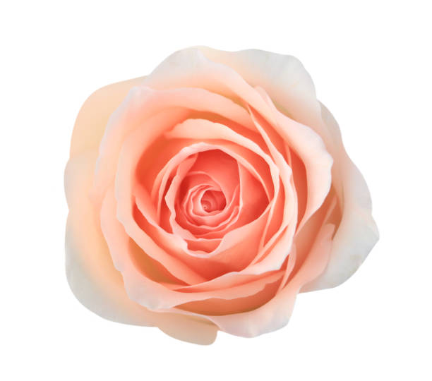 istock Pink rose flower isolated on white background, soft focus and clipping path. 1184774063