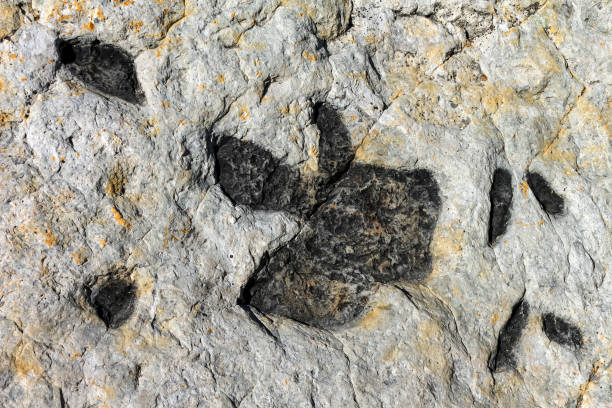 istock Dinosaur tracks on the surface of a rock. 1184775306