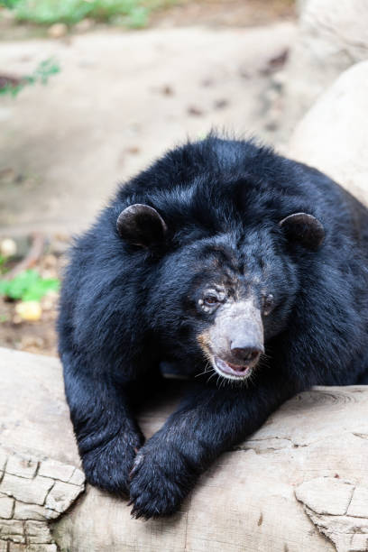istock Asian great black bear. Danger, mammal. 1184776561