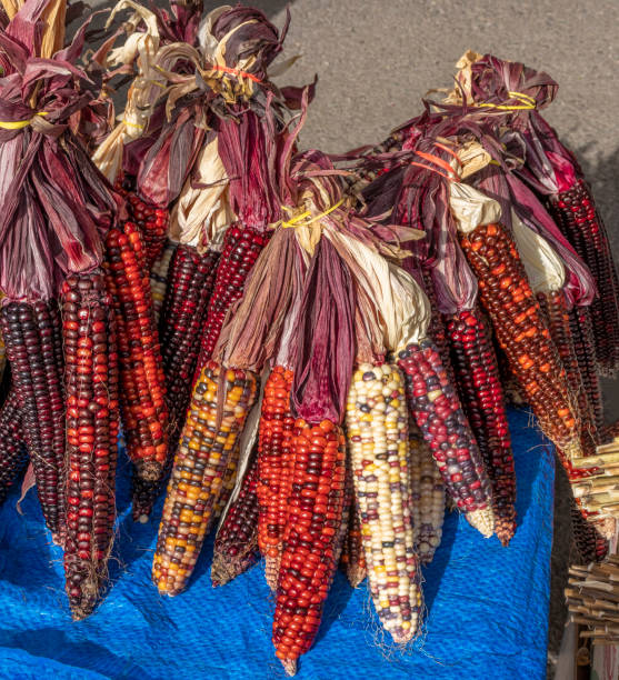 モンタナ州ミズーラのファーマーズマーケットで販売のためのカラフルなトウモロコシの耳。 - autumn corn indian corn decoration ストックフォトと画像