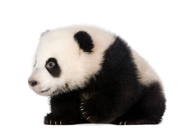 istock Giant Panda (4 months) in front of white background 118477792