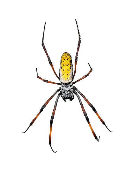 istock Golden Orb-web spider against white background 118477795