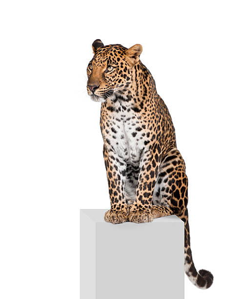 istock Leopard sitting on pedestal in front of white background 118477799