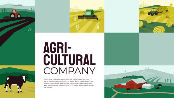 Agricultural company design template Template with illustrations of agriculture, farming, livestock, hayfield, cow, pasture, tractor plows on field, landscape, countryside, industry. Design for banners, annual report, prints, flyer, web. stubble stock illustrations