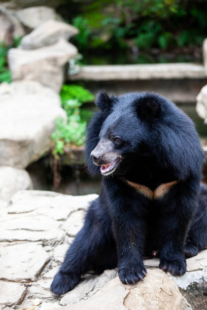 istock Asian great black bear. Danger, mammal. 1184779484