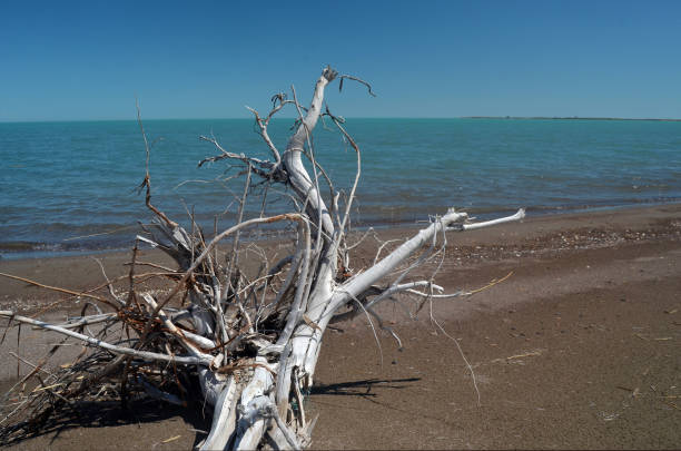 istock Balkhash lake, central Kazakhstan 1184779646