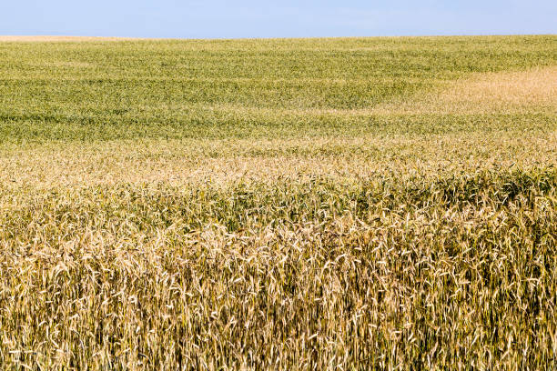 istock European agricultural fields 1184780705