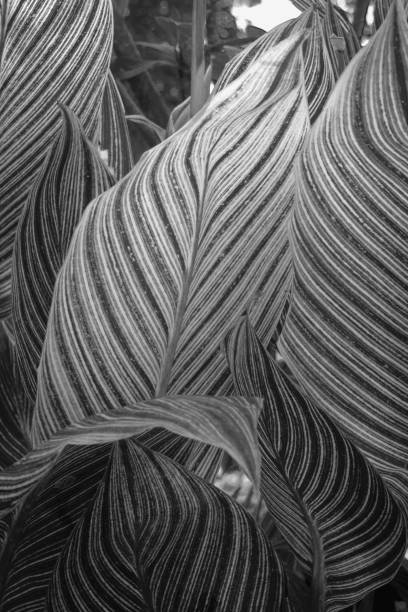 istock The leaf unique texture in black and white picture 1184780794
