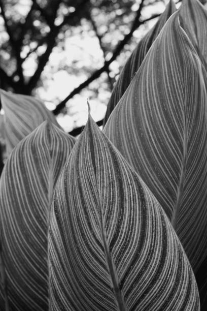 istock The leaf unique texture in black and white picture 1184780808
