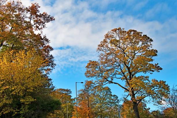 Capturing the vivid and varied leaf colouration, during the end of October, in Keighley, West Yorkshire.