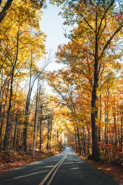 istock autumnal road in maine 1184782101